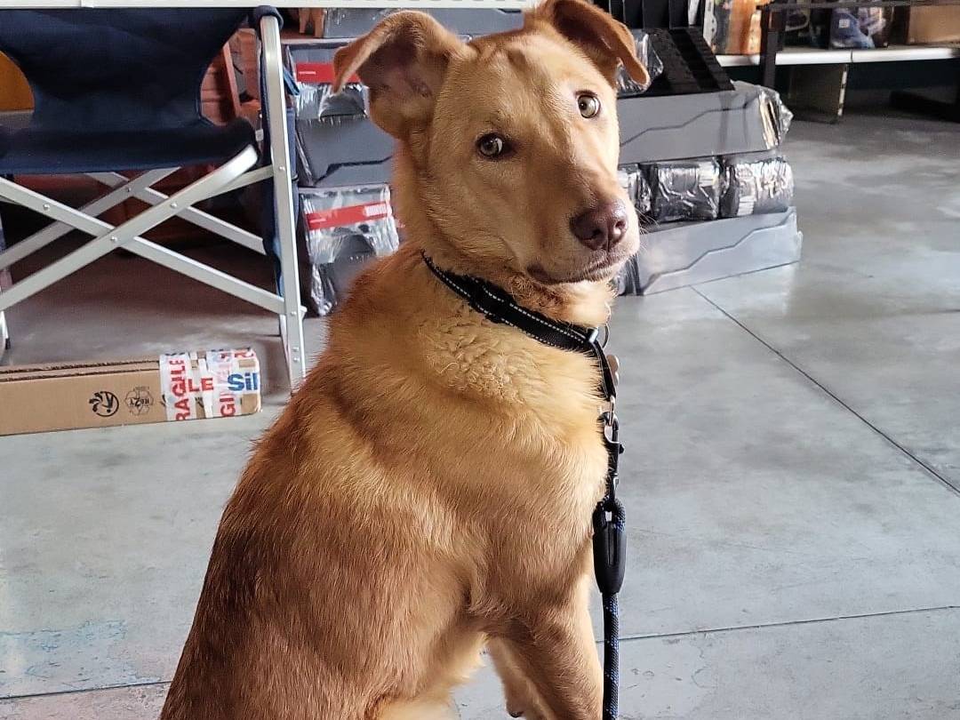 Adotta un cane, taglia media, maschio, Pordenone