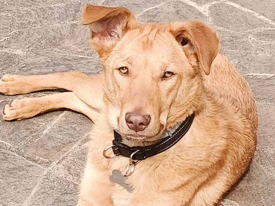 Vuoi adottare un cane a Pordenone?
