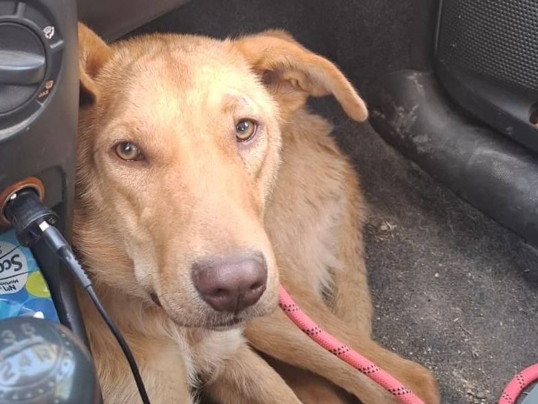 Adotta il cane Paolo a Pordenone