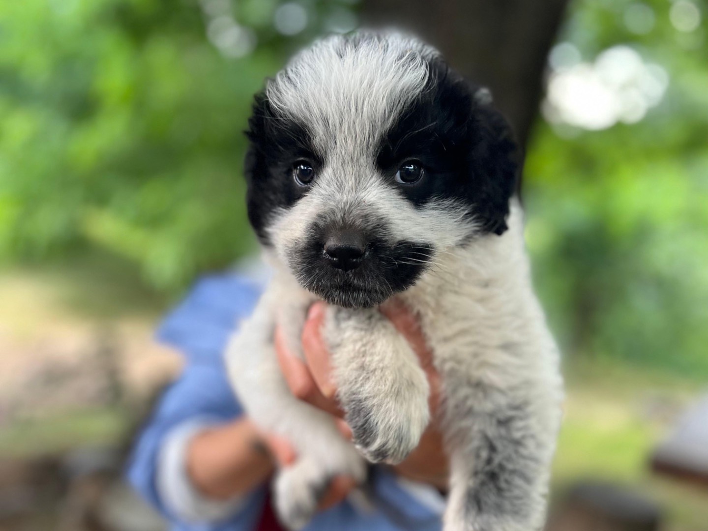 Adotta un cane, femmina, 2 mesi, Reggio