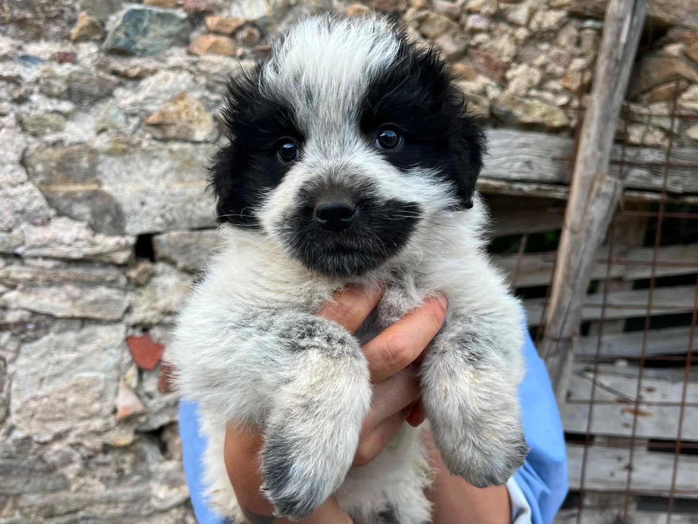 Adotta un cane, taglia grande, femmina, Reggio