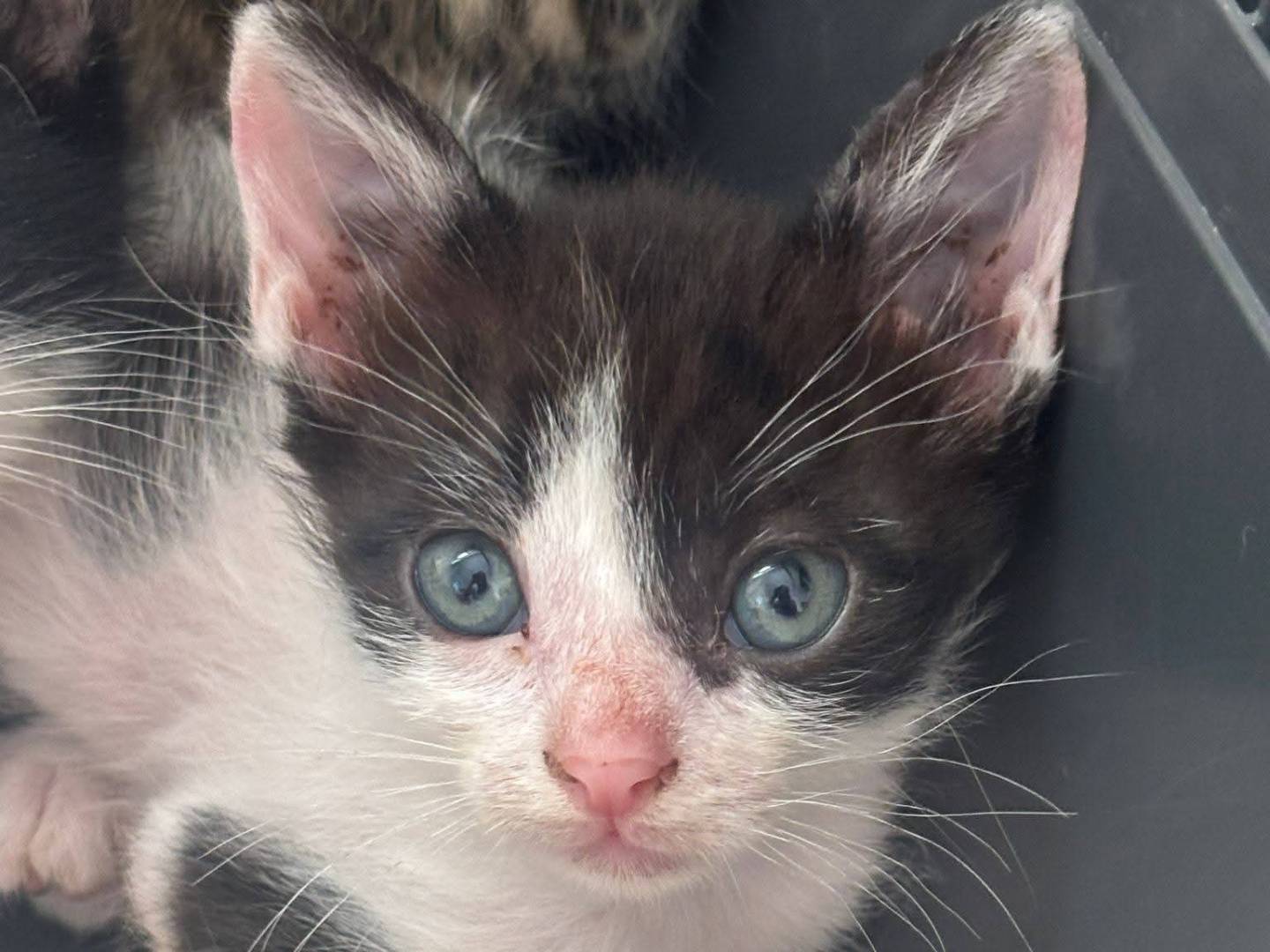 Adozione gatto, maschio, Razza sconosciuta Razza sconosciuta, 3 mesi, taglia non valida, Bologna