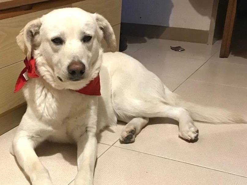 Vuoi adottare un cane a Milano?