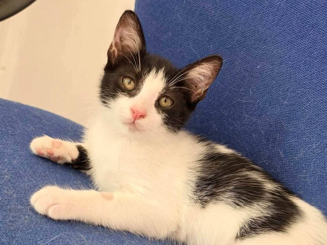Adotta un gatto, maschio, 3 mesi, Bologna