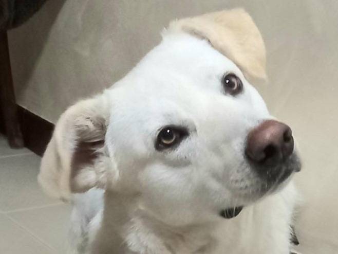 Adotta il cane Orio a Milano