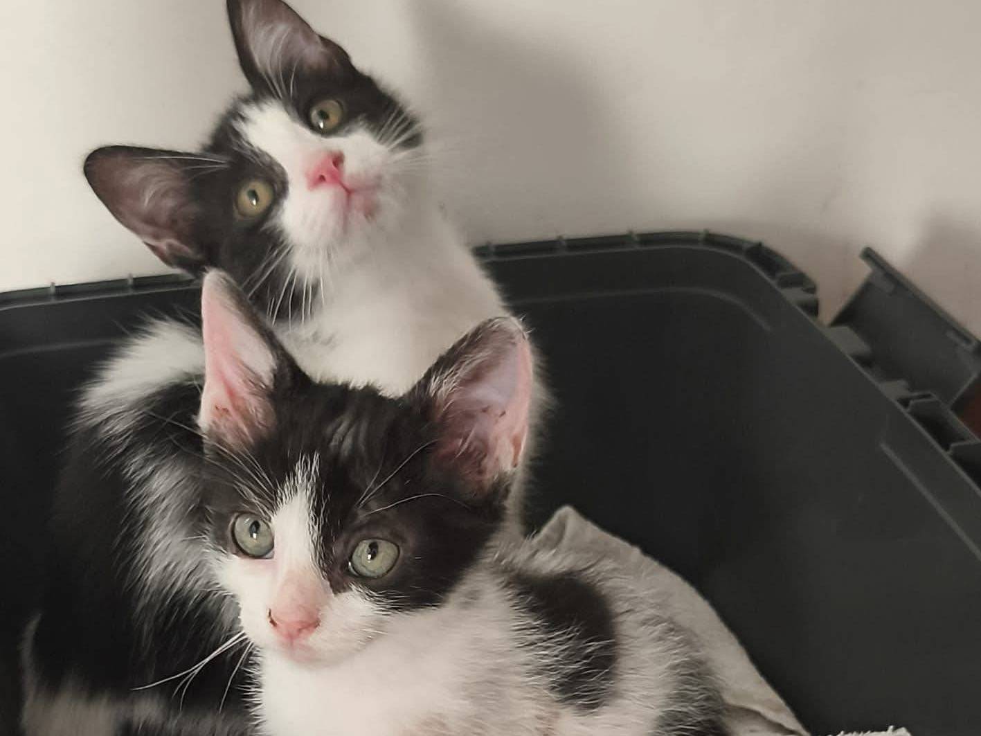 Vuoi adottare un gatto a Bologna?