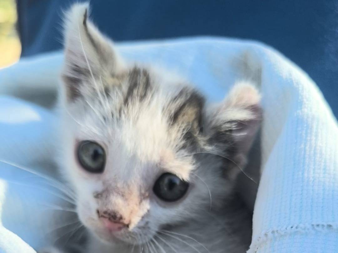 Adozione gatto, femmina, Razza sconosciuta Razza sconosciuta, 3 mesi, taglia non valida, Brescia