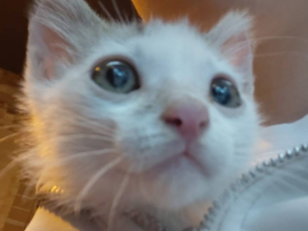 Adotta un gatto, femmina, 3 mesi, Brescia