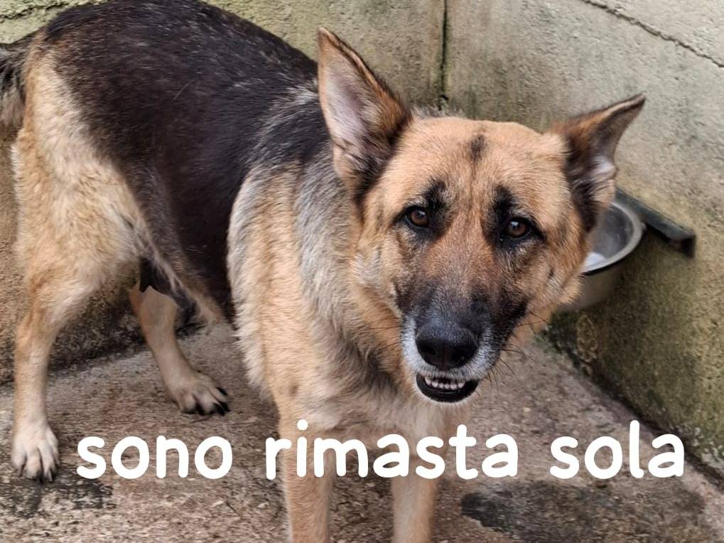 Adozione cane, femmina, Pastore tedesco Razza sconosciuta, 6 anni e 1 mese, taglia media, Como