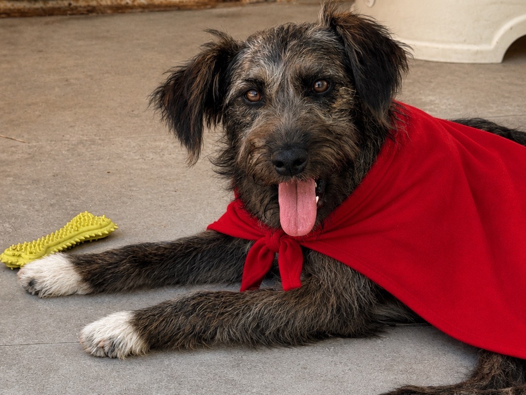 Adozione cane, femmina, Razza sconosciuta Razza sconosciuta, 5 mesi, taglia media contenuta, Napoli