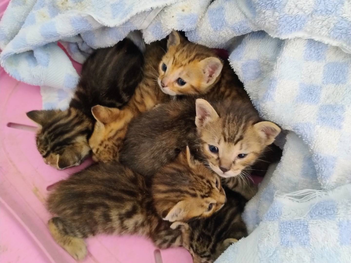 Adozione gatto, femmina, Razza sconosciuta Razza sconosciuta, 1 mese, taglia non valida, Trapani