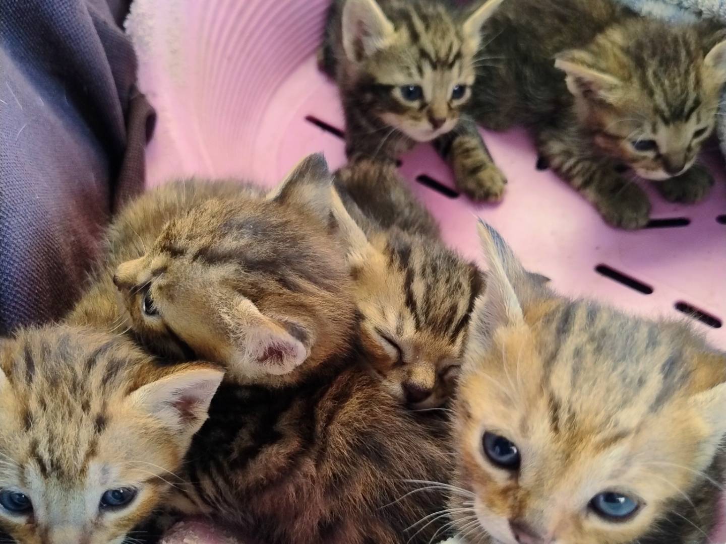 Adotta un gatto, femmina, 1 mese, Trapani