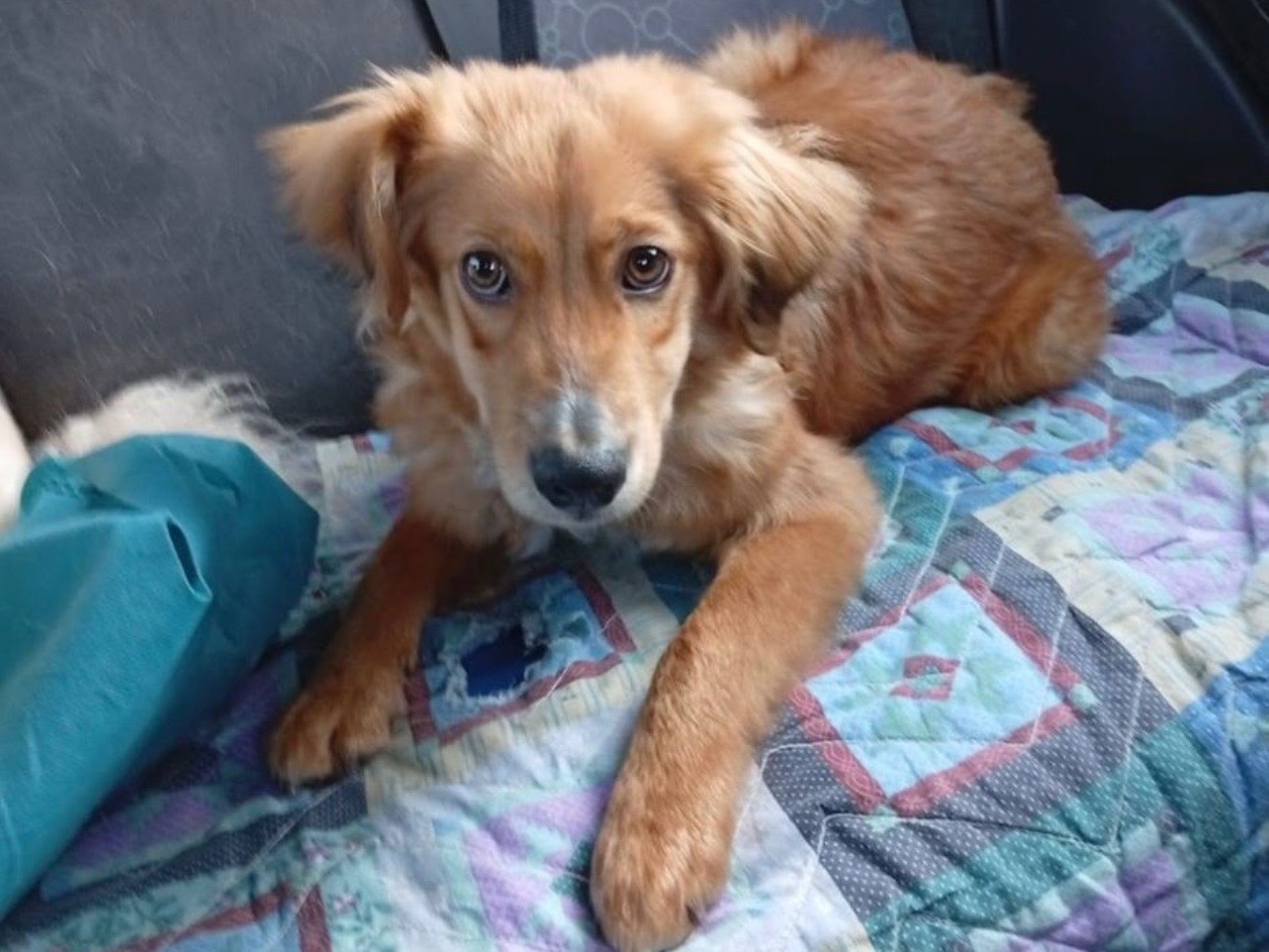 Adozione cane, maschio, Razza sconosciuta Razza sconosciuta, 1 anno, taglia piccola, Bari