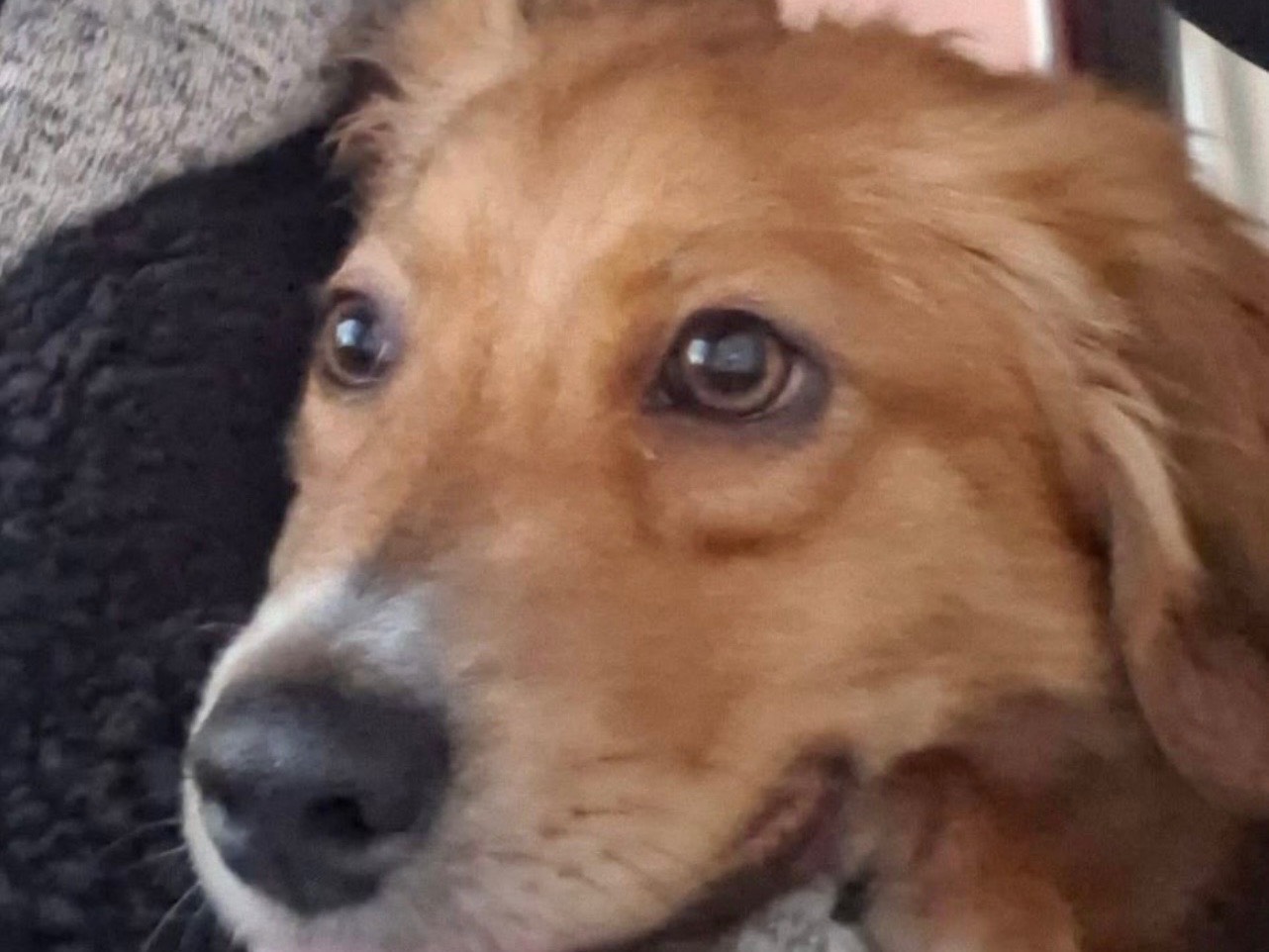 Adotta un cane, maschio, 1 anno, Bari
