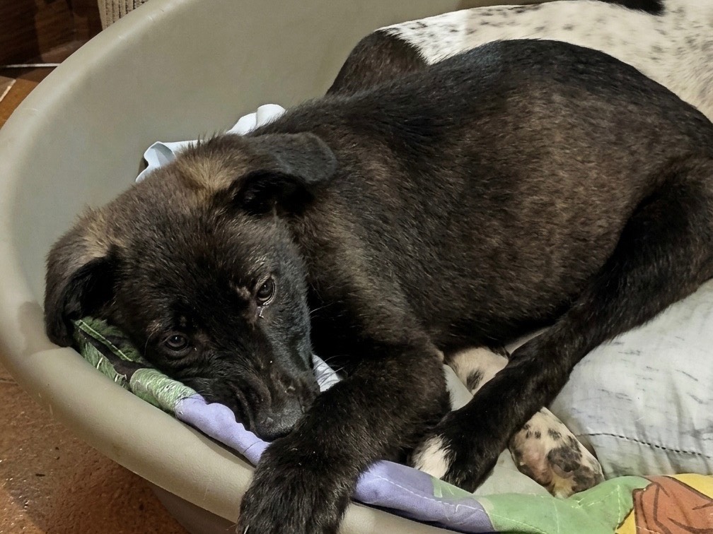 Adotta un cane, femmina, 4 mesi, Genova