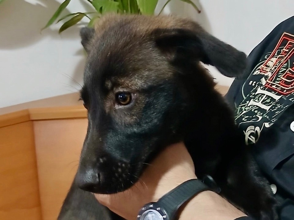 Adotta un cane, taglia media, femmina, Genova