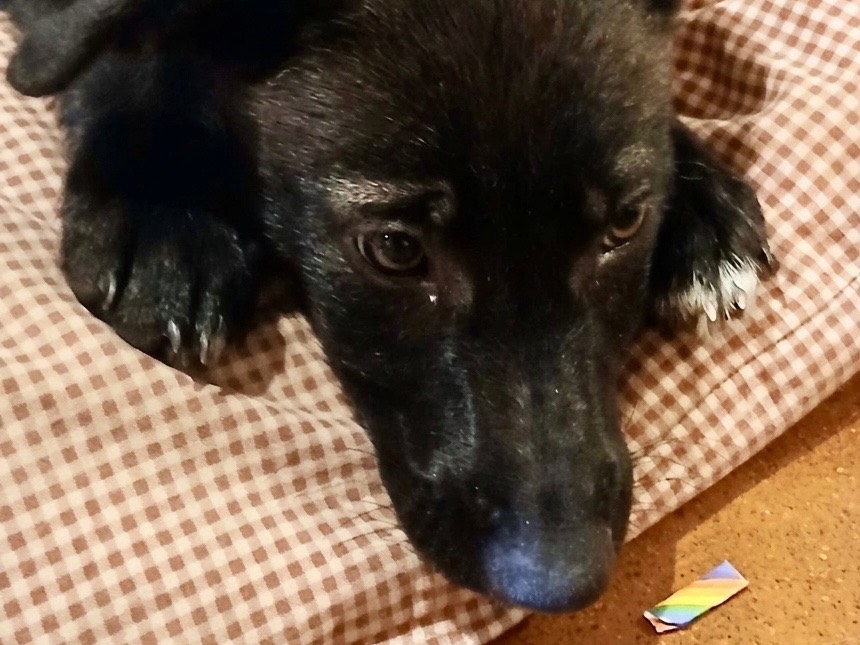 Vuoi adottare un cane a Genova?