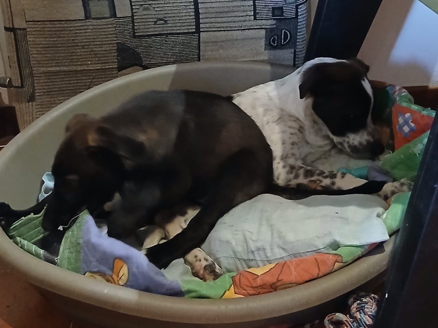 Adotta il cane Nami a Genova