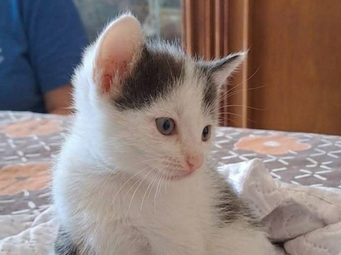 Adozione gatto, femmina, Razza sconosciuta Razza sconosciuta, 1 mese, taglia non valida, Caserta