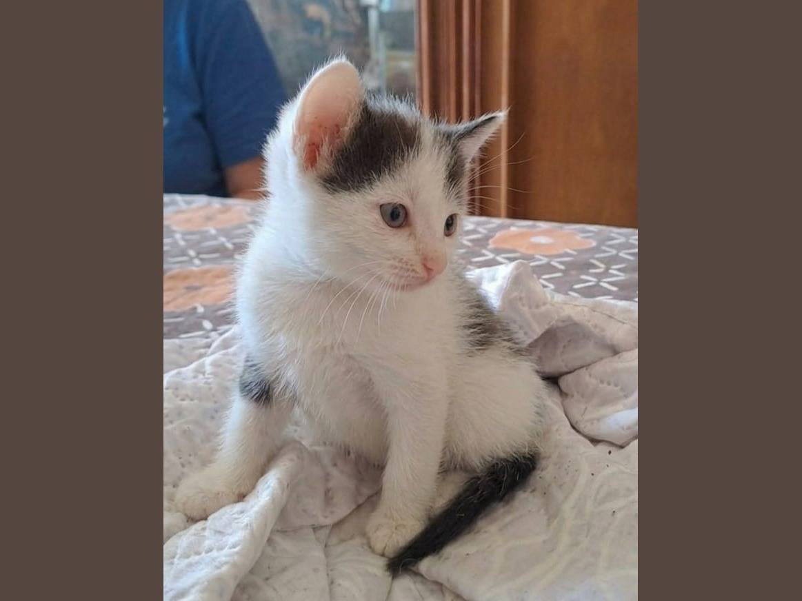 Adotta un gatto, femmina, 1 mese, Caserta