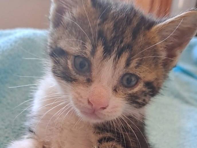 Adozione gatto, femmina, Razza sconosciuta Razza sconosciuta, 1 mese, taglia non valida, Caserta