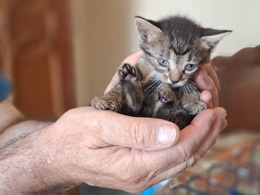 Adozione gatto, femmina, Razza sconosciuta Razza sconosciuta, 1 mese, taglia non valida, Caserta