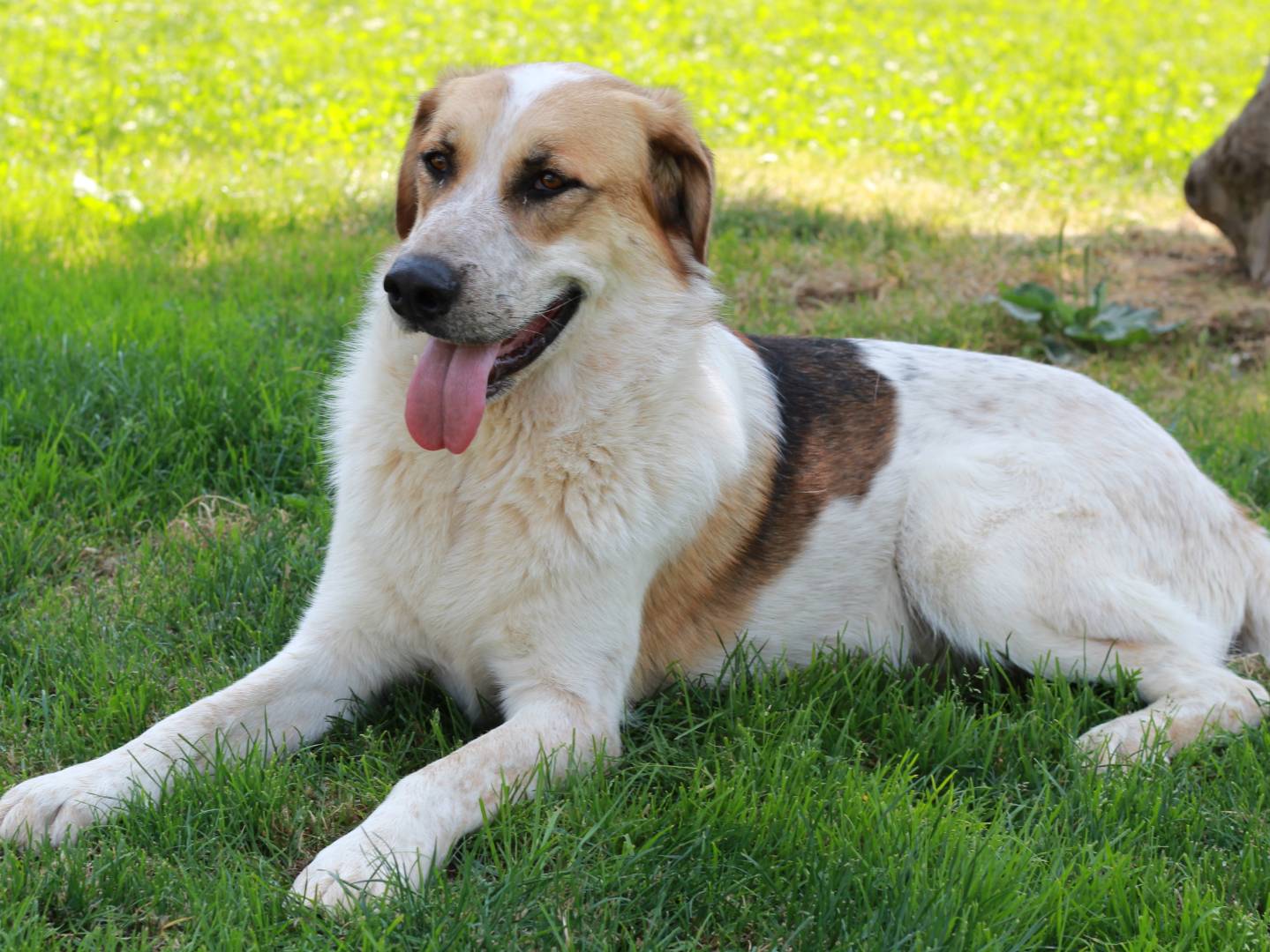 Adotta un cane, taglia grande, maschio, Lecco