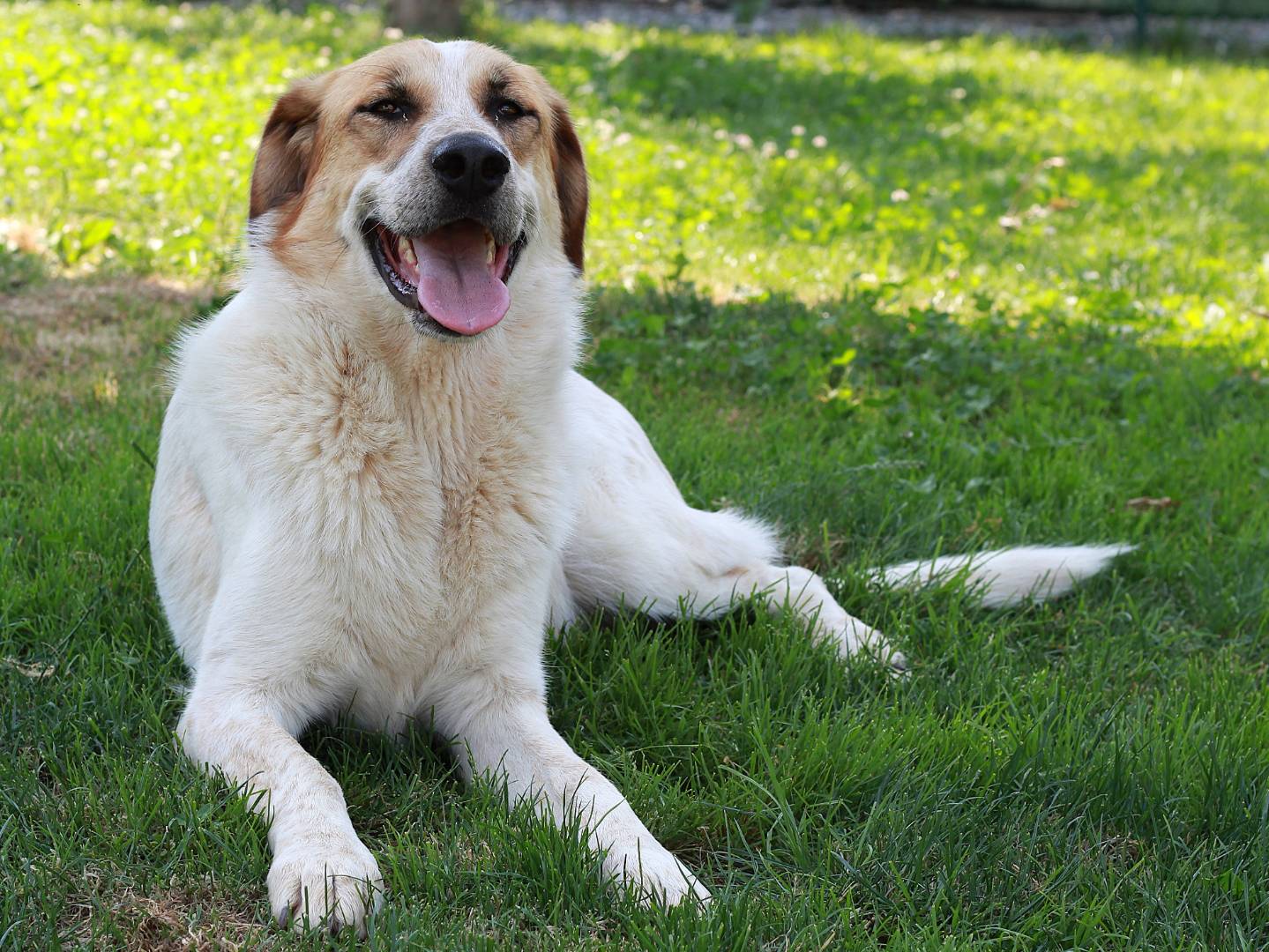 Vuoi adottare un cane a Lecco?
