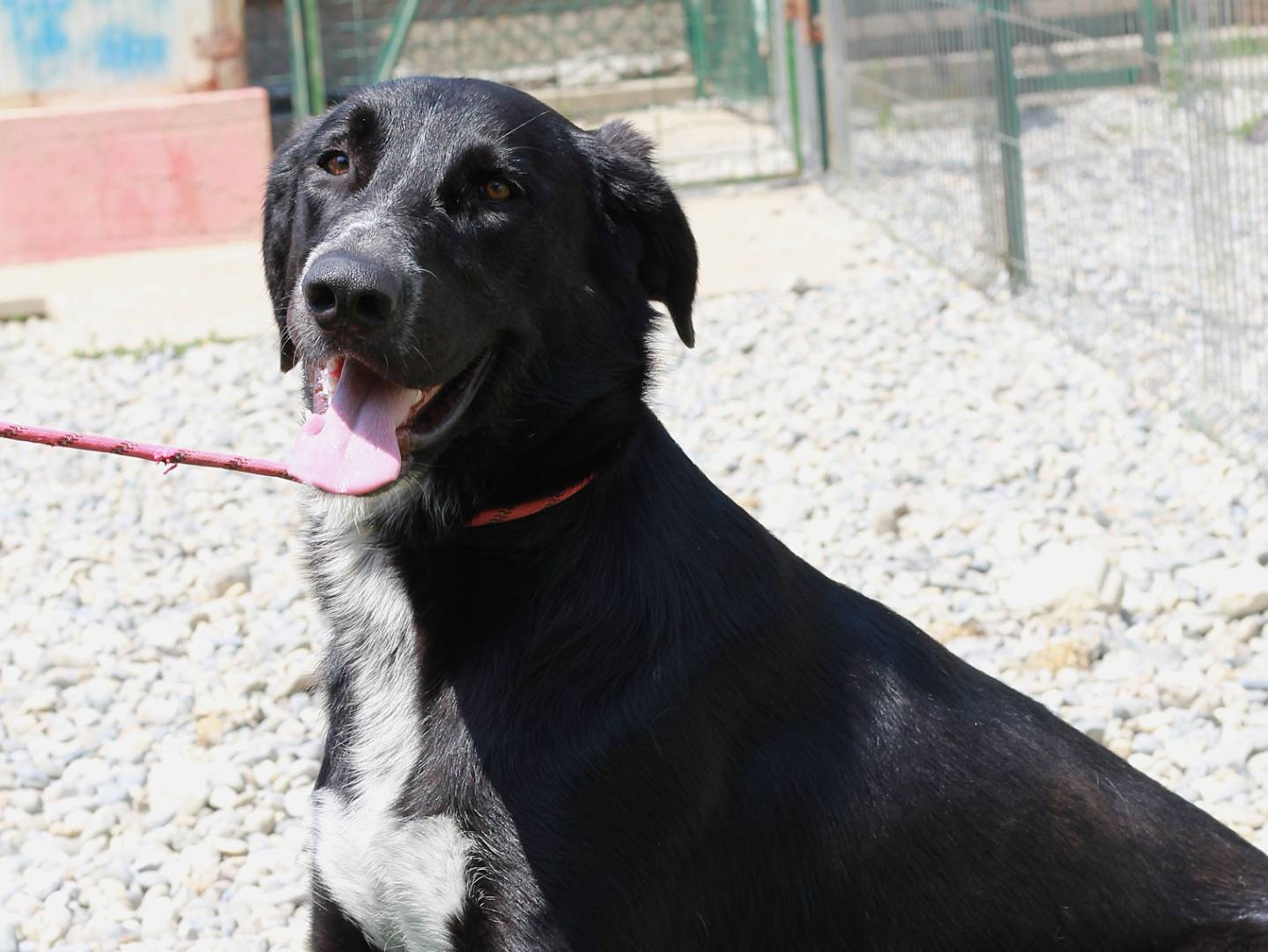 Adotta il cane Bartolomeo a Lecco