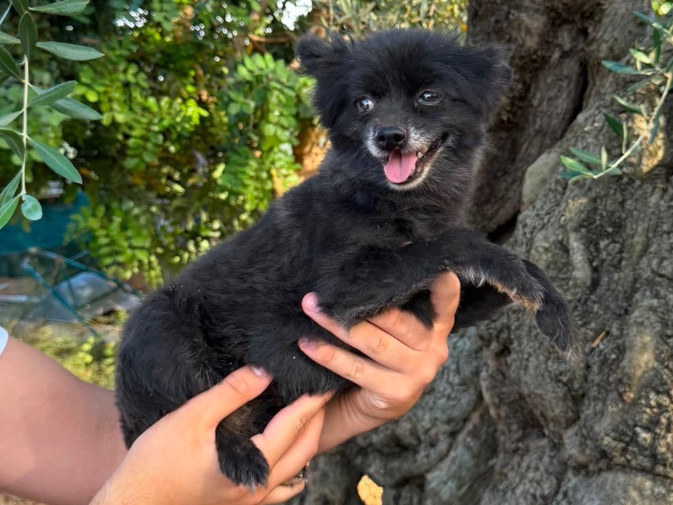 Adotta un cane, femmina, 8 anni e 3 mesi, Bari