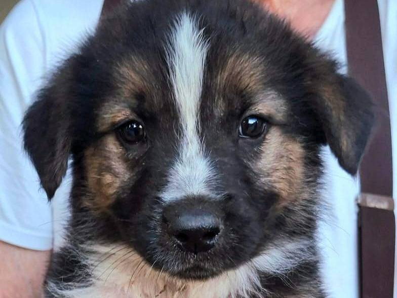 Adozione cane, maschio, Razza sconosciuta Razza sconosciuta, 2 mesi, taglia media, Crotone