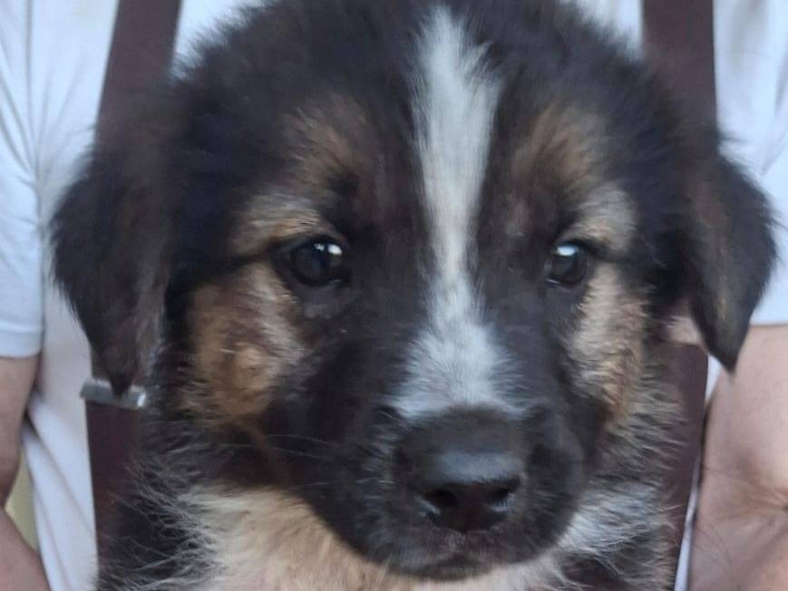 Adotta un cane, maschio, 2 mesi, Crotone