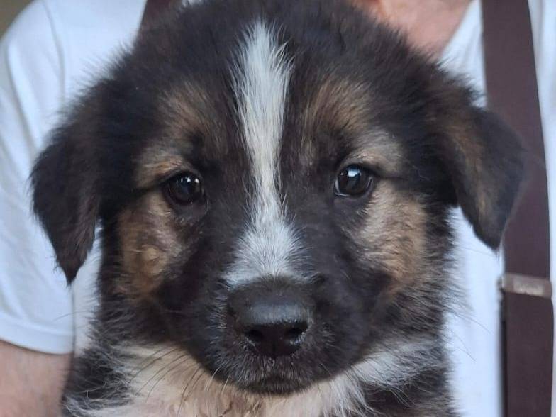 Adotta un cane, taglia media, maschio, Crotone