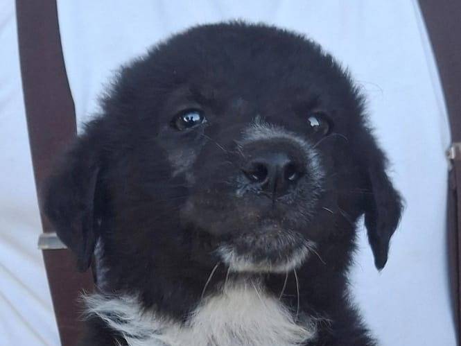 Adotta un cane, femmina, 2 mesi, Crotone