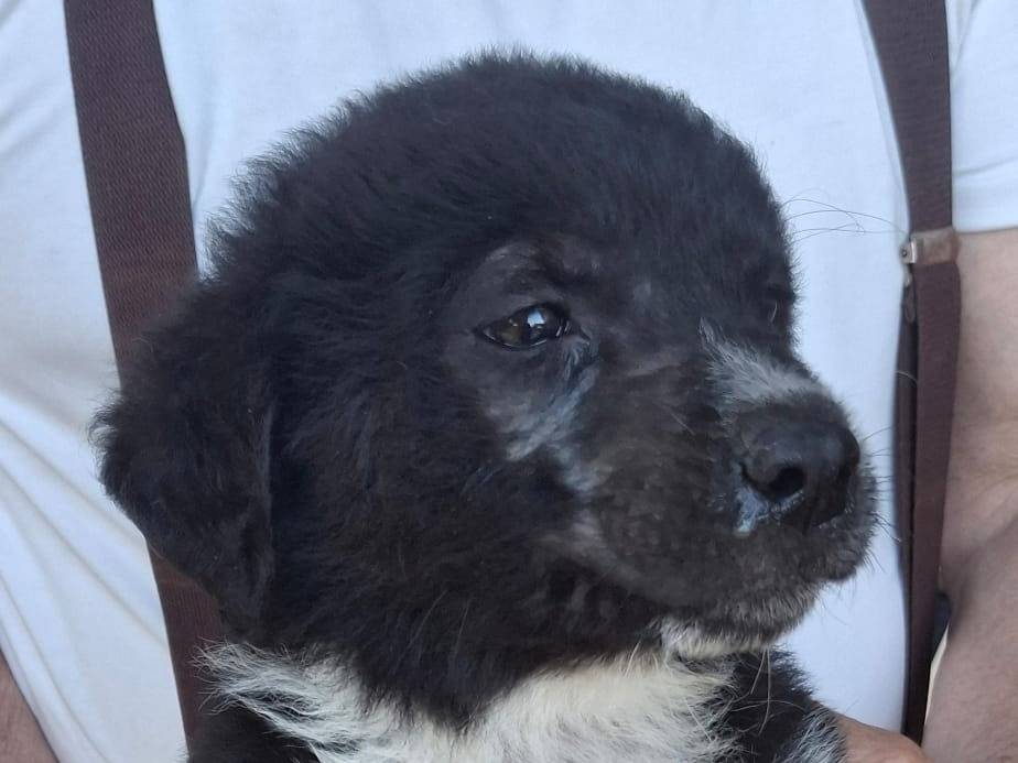 Adotta un cane, taglia media, femmina, Crotone