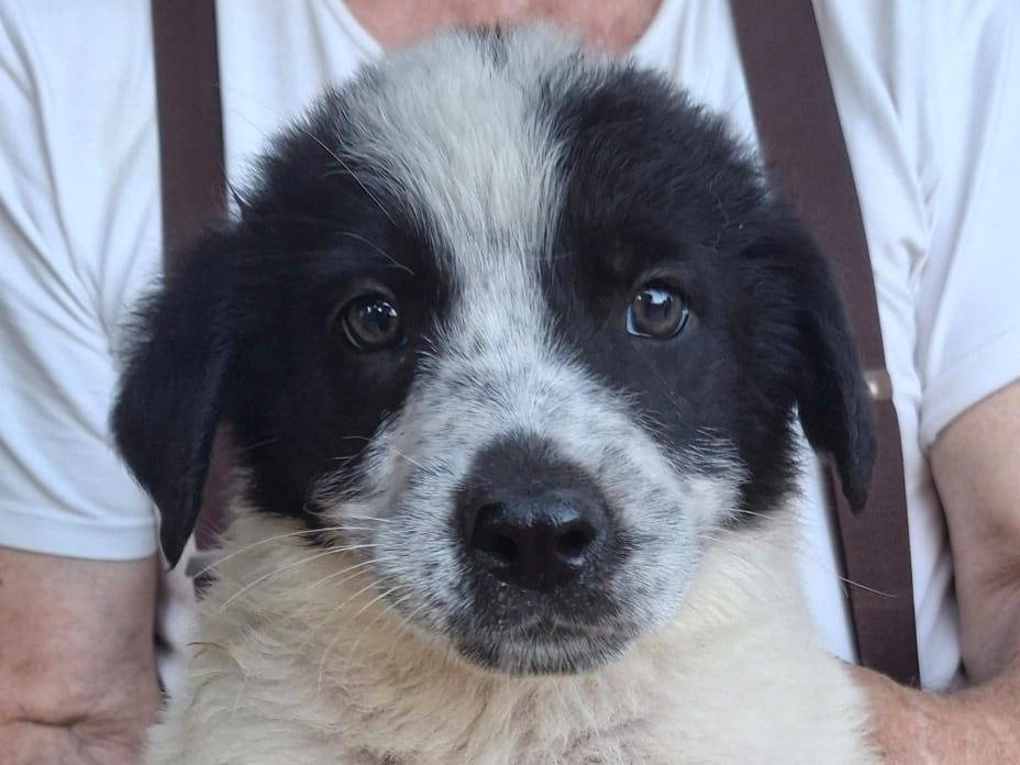 Adotta un cane, femmina, 2 mesi, Crotone