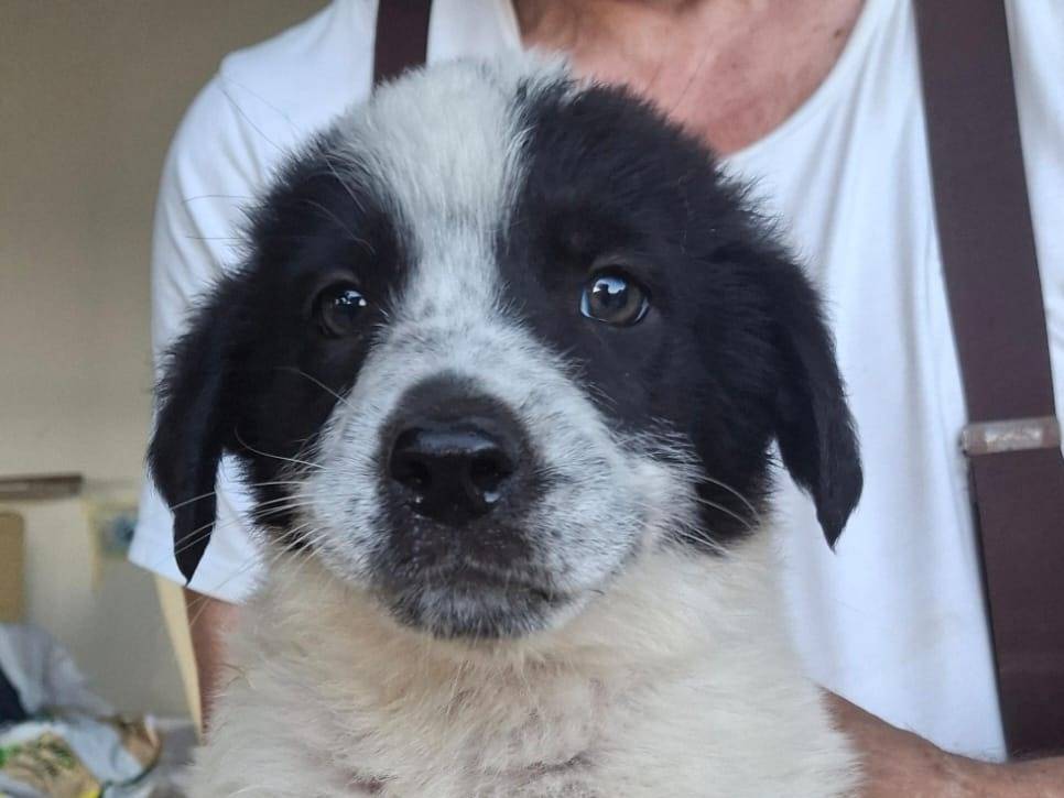 Adotta un cane, taglia media, femmina, Crotone