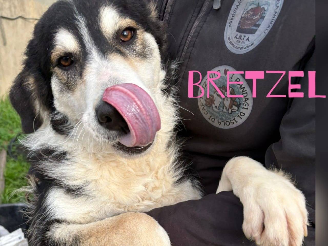 Adotta un cane, femmina, 1 anno e 1 mese, Crotone