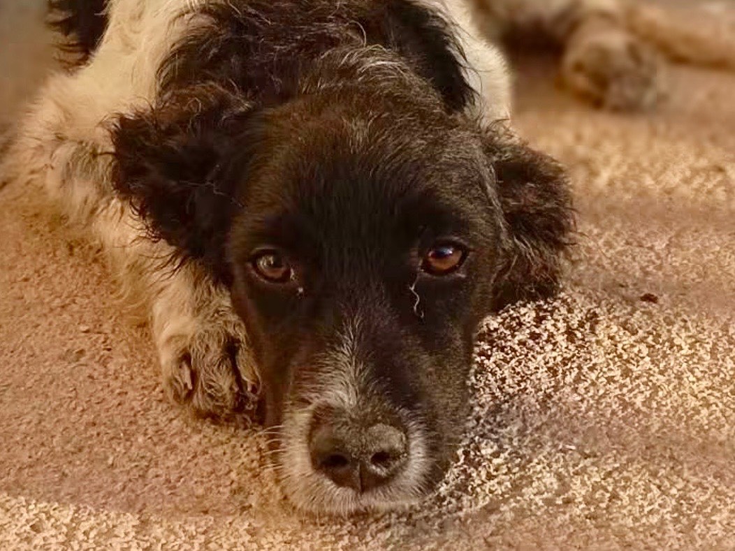 Adozione cane, femmina, Razza sconosciuta Razza sconosciuta, 2 mesi, taglia media contenuta, Genova
