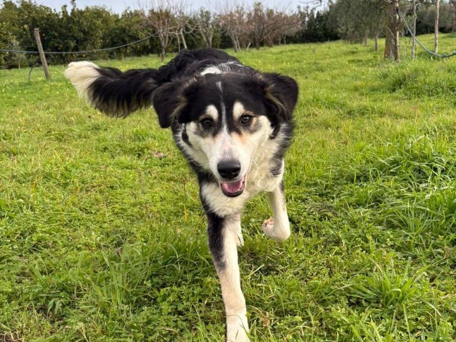 Adotta un cane, taglia media, femmina, Crotone