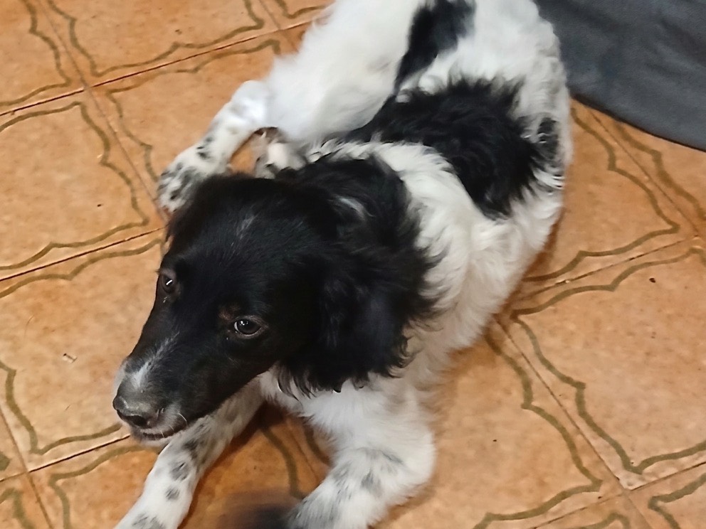 Adotta un cane, femmina, 2 mesi, Genova