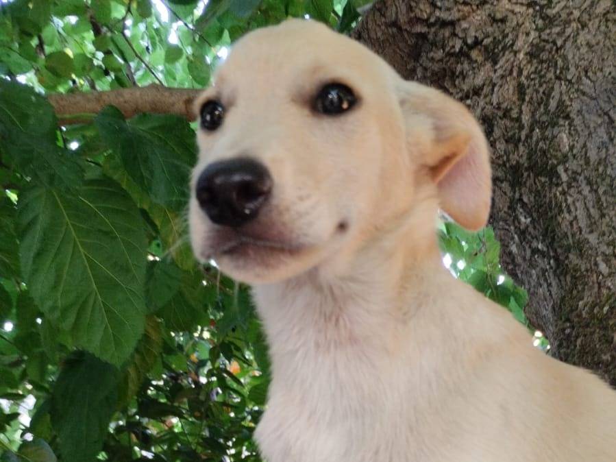 Adotta un cane, maschio, 4 mesi, Vibo