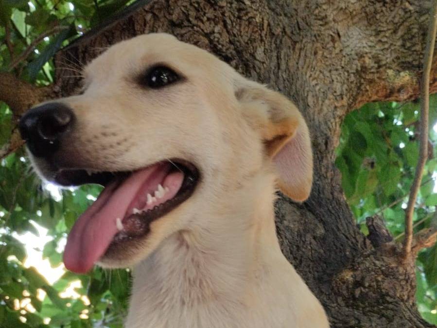 Adozione cane, maschio, Labrador Retriever Razza sconosciuta, 4 mesi, taglia media, Vibo