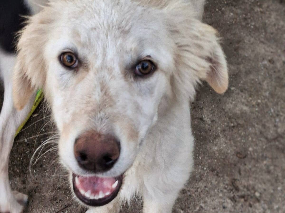 Adozione cane, maschio, Razza sconosciuta Razza sconosciuta, 6 mesi, taglia media, Crotone