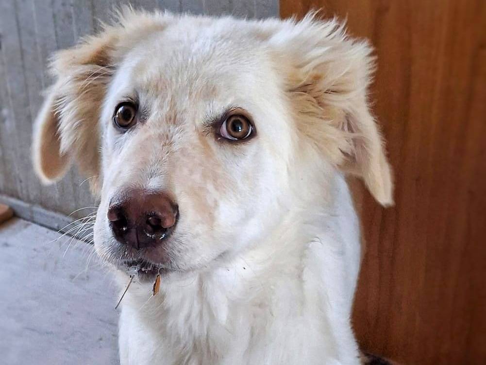 Adotta un cane, maschio, 6 mesi, Crotone