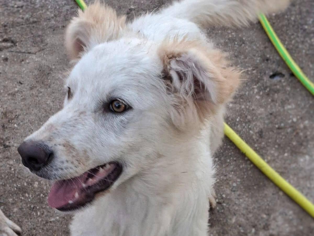 Adotta un cane, taglia media, maschio, Crotone