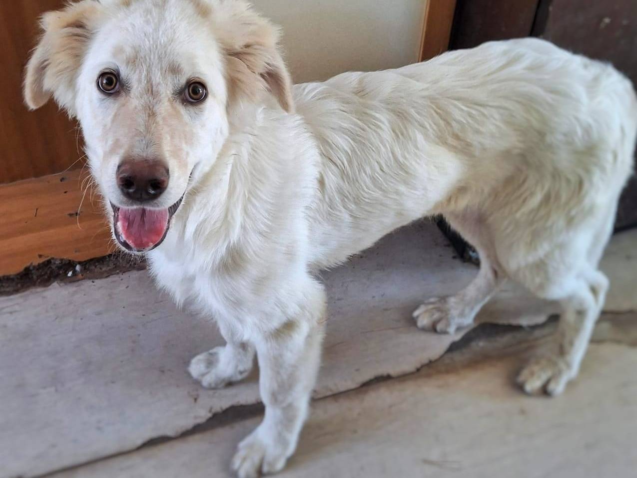 Vuoi adottare un cane a Crotone?