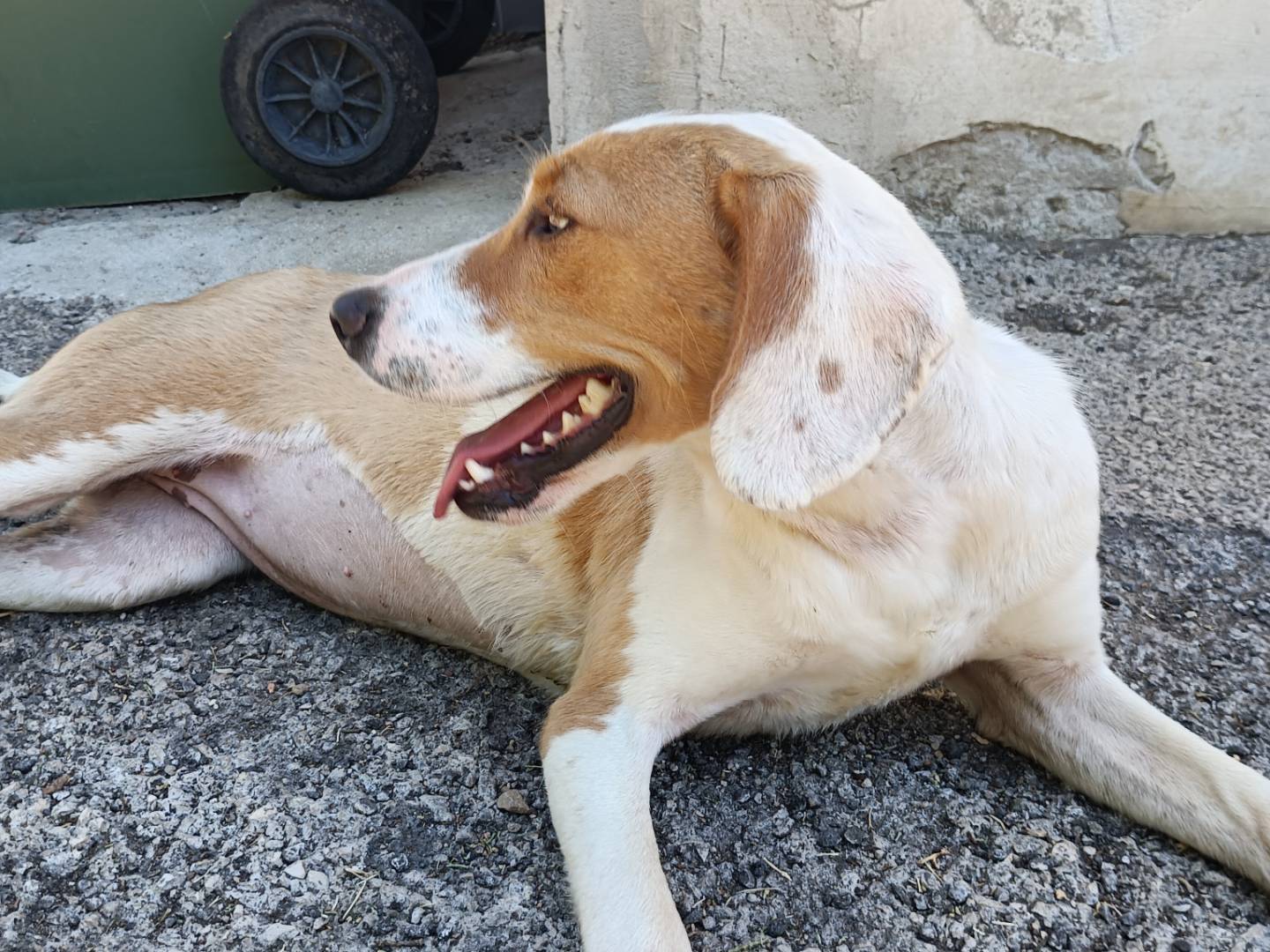 Adotta un cane, femmina, 1 anno e 5 mesi, Potenza