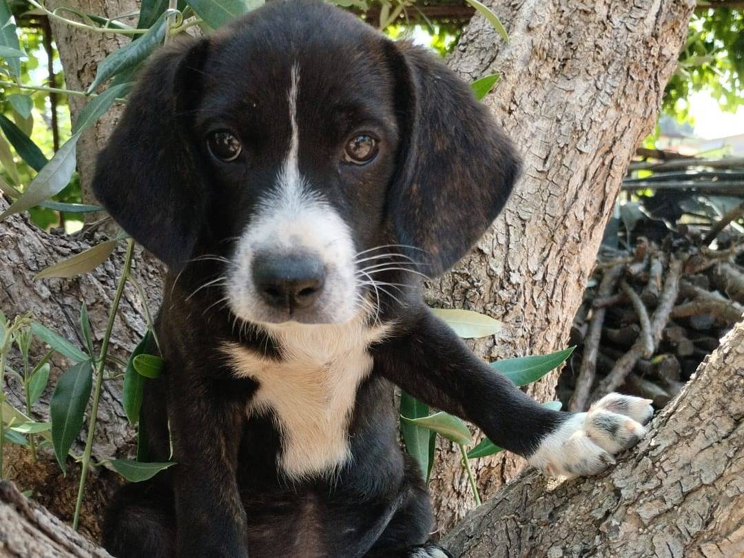 Adozione cane, femmina, Segugio Border Collie, 4 mesi, taglia media contenuta, Vibo