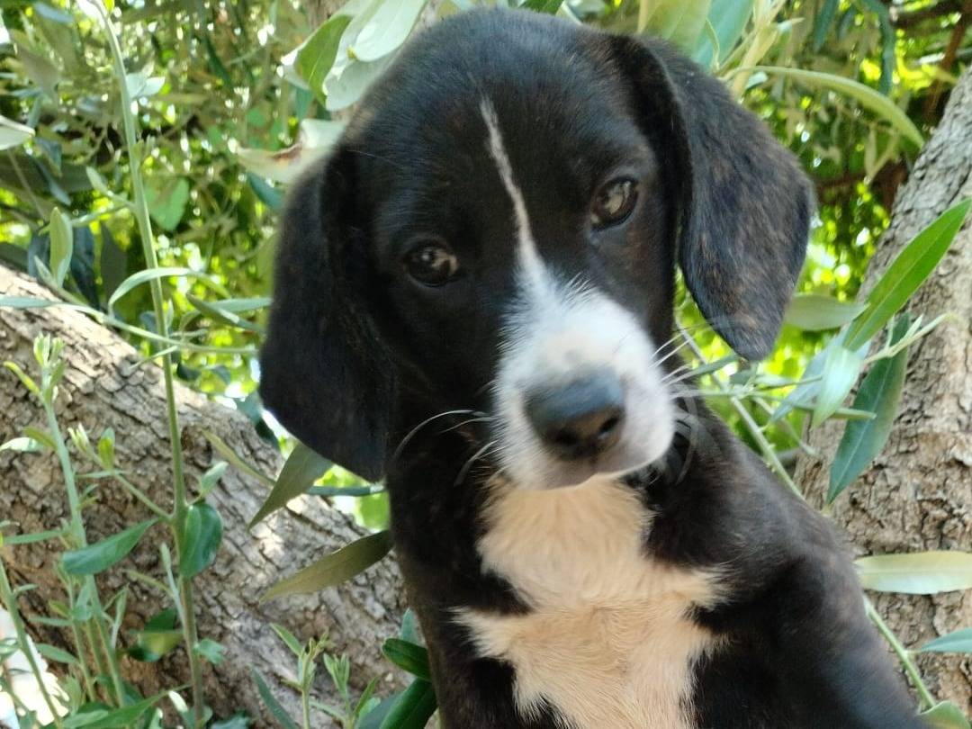 Adotta un cane, femmina, 4 mesi, Vibo